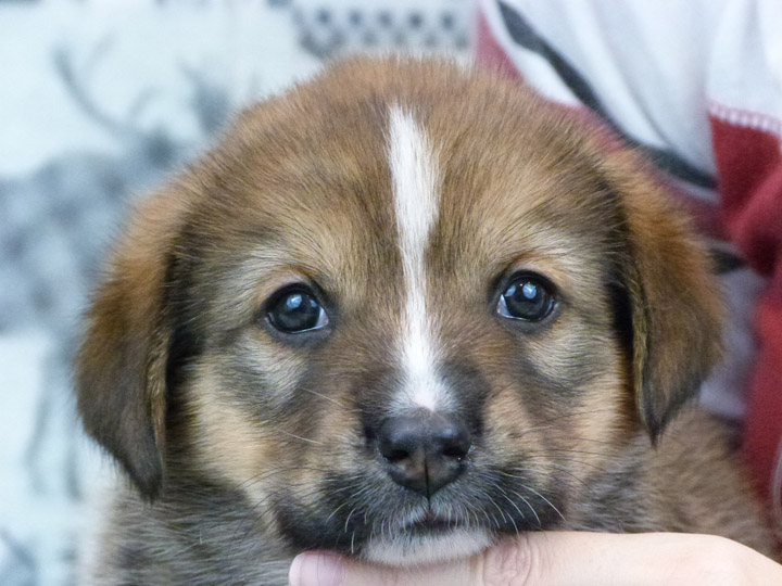 chinook puppy